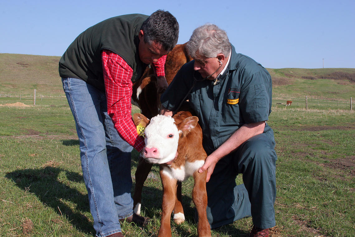 “His cell number is on the barn wall or in the phone directory of literally hundreds of beef producers and their veterinarians," says Matt Bowman, Vice-Chair of the Beef Cattle Research Council.