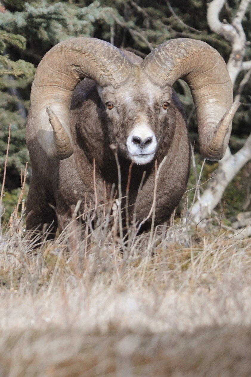 As a lamb, ram 706 was no bigger than other males but by 2005 he had distinguished himself with promising big horns and a strong body.