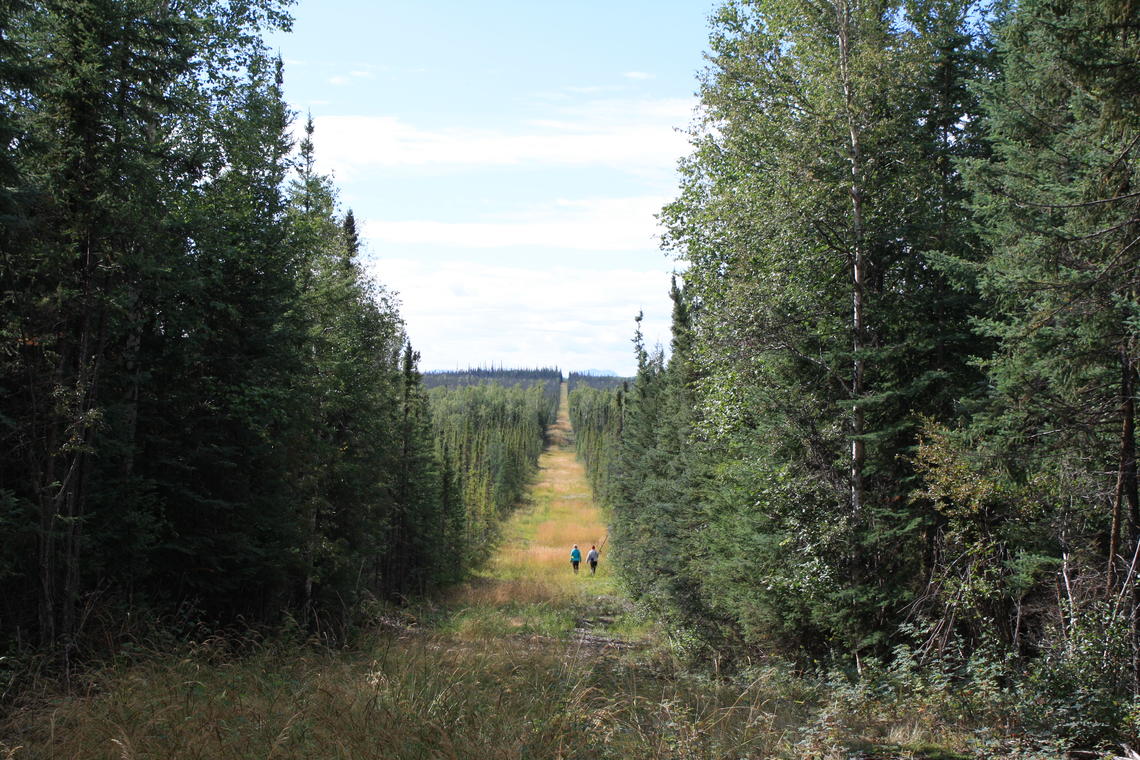 Seismic lines in Alberta's boreal forest boost methane emissions, according to UCalgary study