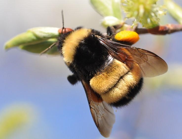 UCalgary’s Pollinator Celebration on June 19 shares strategies to protect pollinators and promote biodiversity.