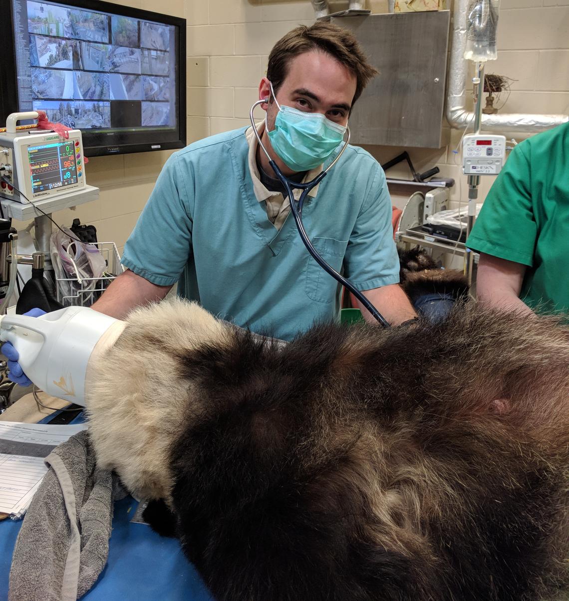 Jeff Lees, a fourth-year UCVM student on practicum rotation at the Calgary Zoo, had the opportunity to help monitor anesthesia on the panda and do a physical examination of her.