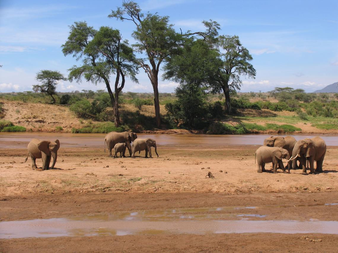Scientists had assumed that elephants could not become inebriated because of their size