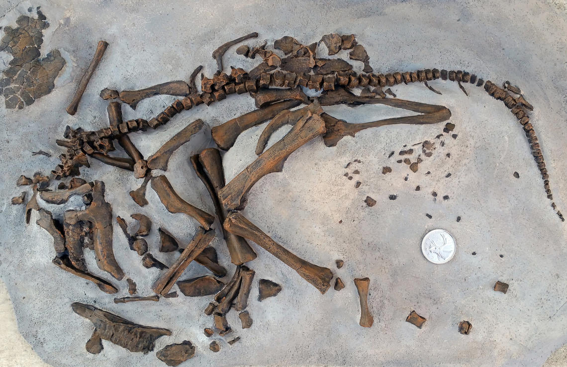 Researchers analyze first-ever discovery of soft-shelled dinosaur eggs ...