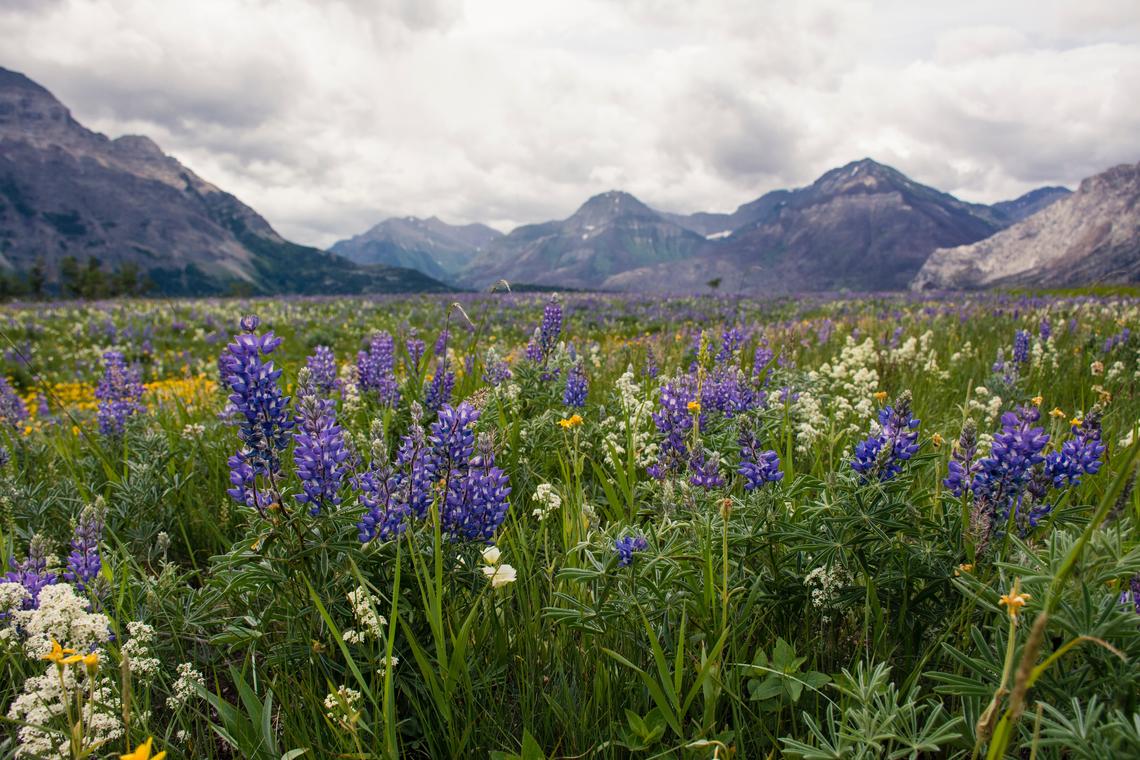 Close-up photo of wilderflowers in Waterton area