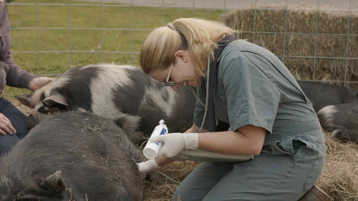 Law is passionate about improving the health and welfare of pigs, through preventative herd health programs, welfare assessments, as well as disease investigations.