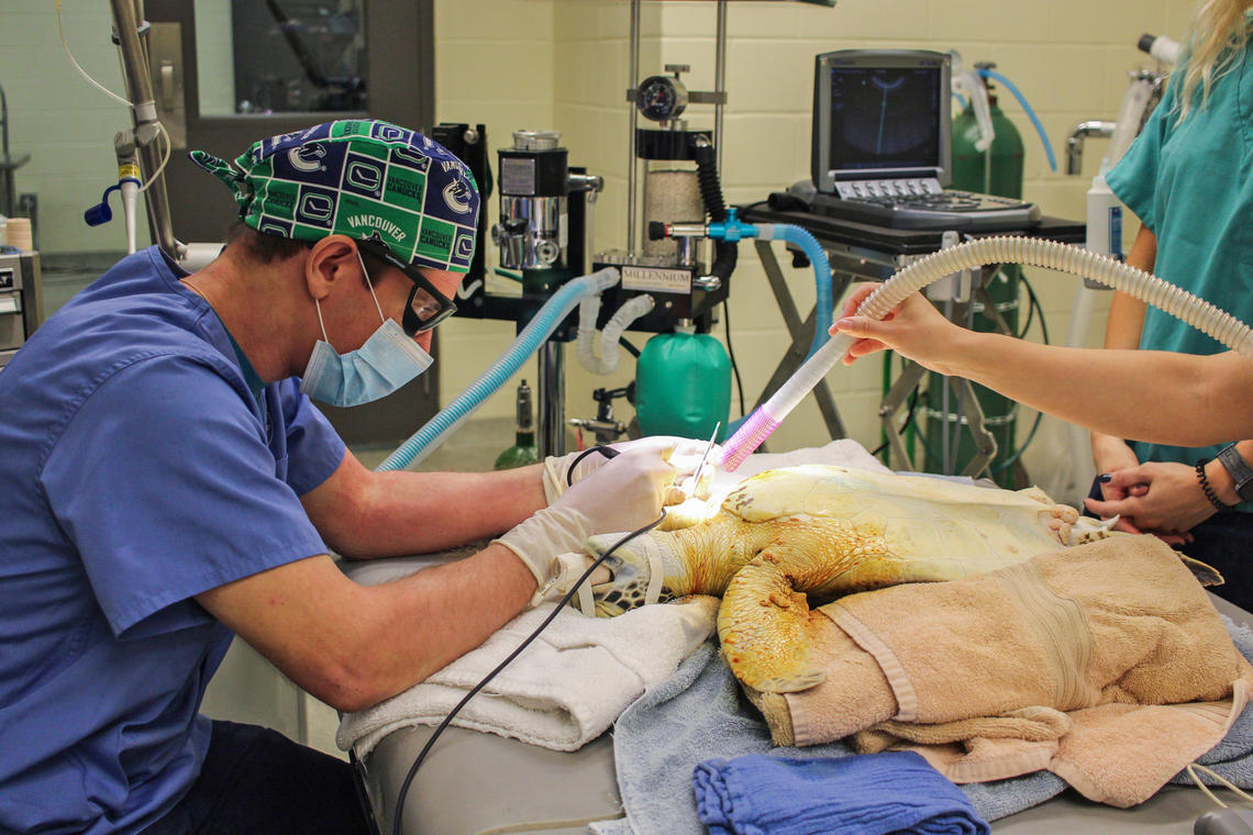 A green sea turtle at the Brevard Zoo undergoes fibropapilloma removal surgery. Photo is of sea turtle rehabilitation activities at Brevard Zoo's Sea Turtle Healing Center, conducted by personnel under FWC permit #MTP 206