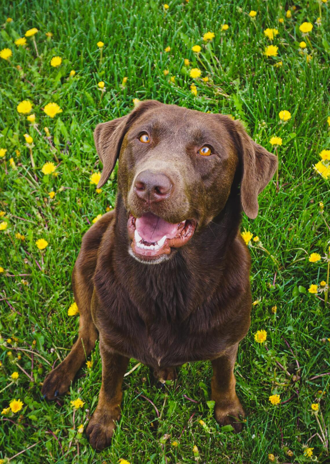 A brown labrador dog sits in a field with dandelion