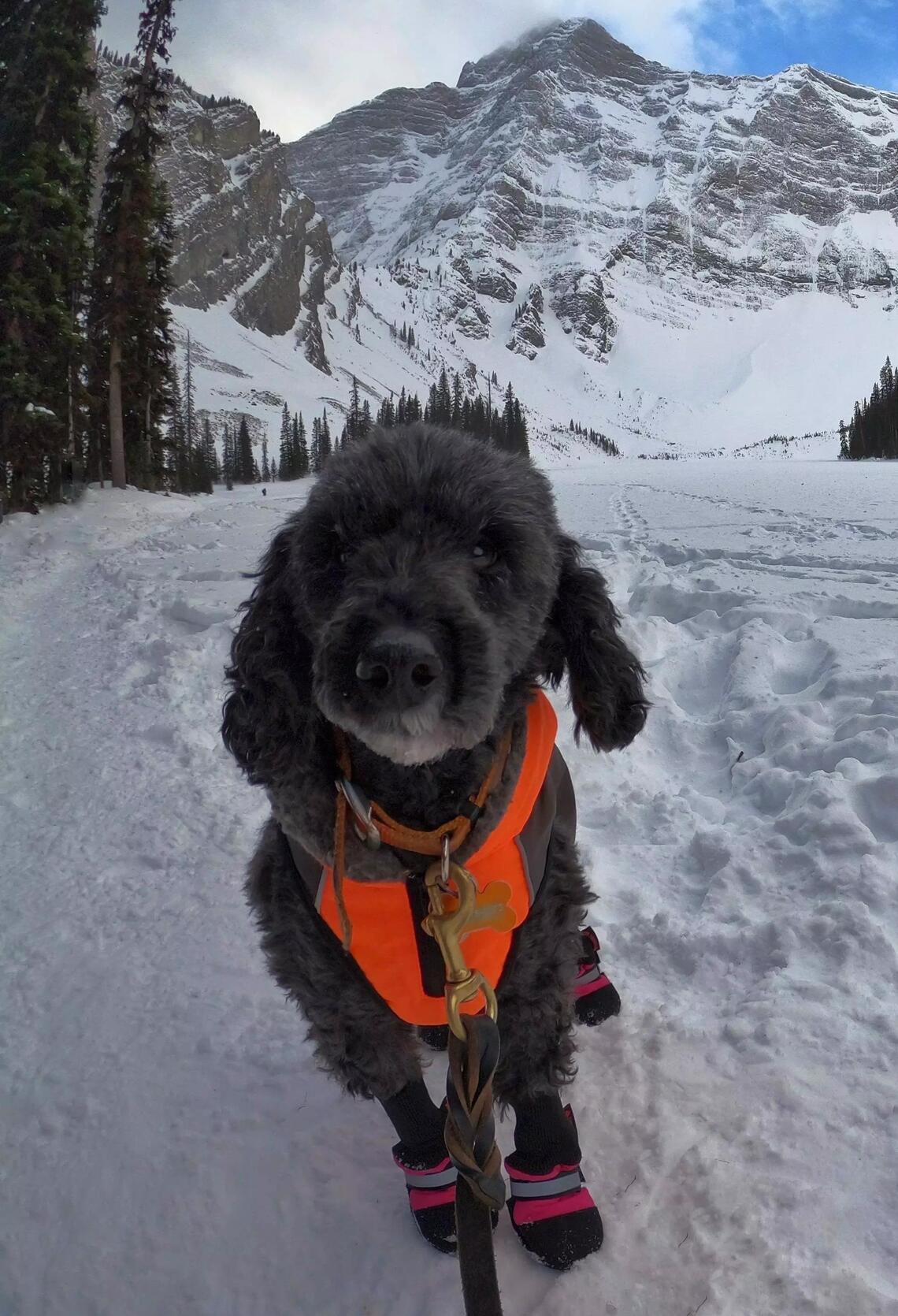 A fluffy grey dog wearing an orange harness stands in the snow in front of a mountain