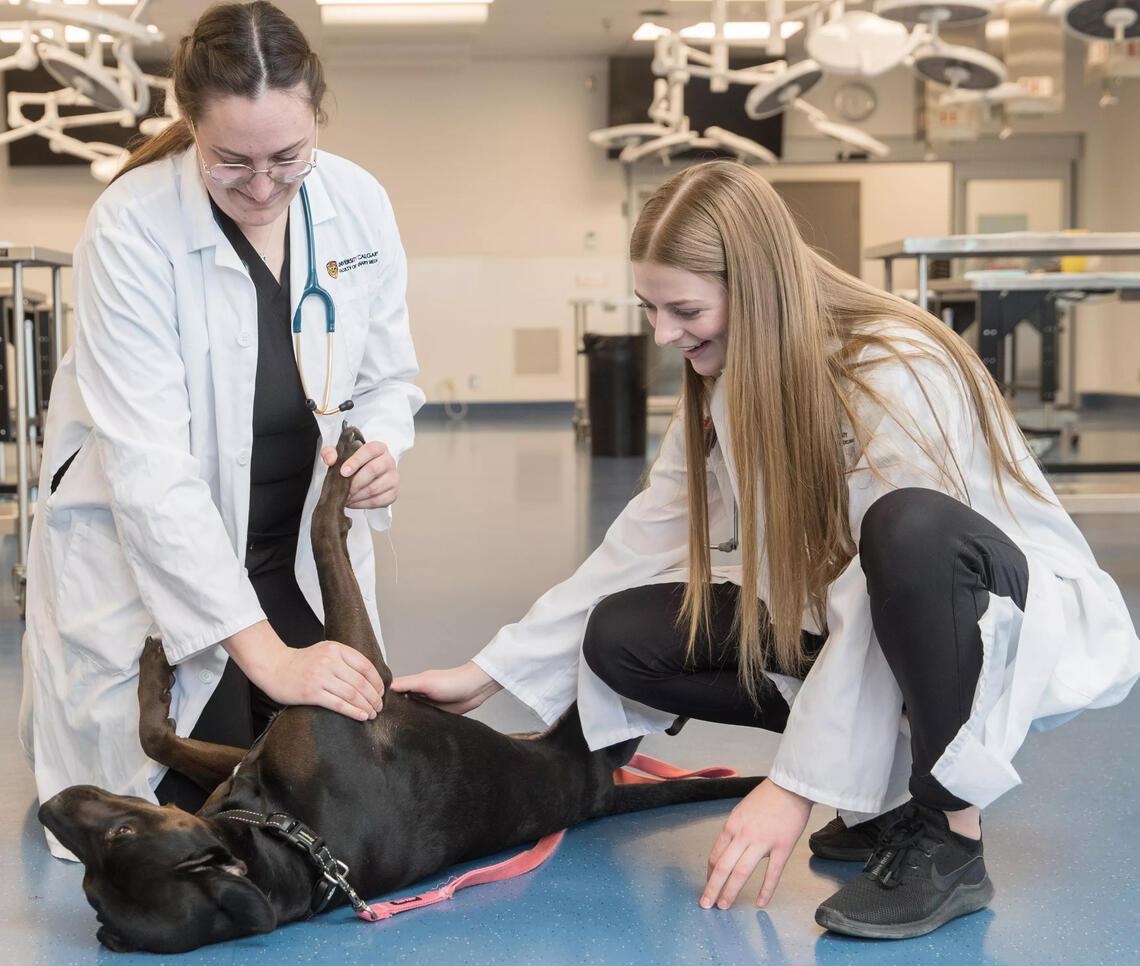 Two students give a dog a belly run in white coats