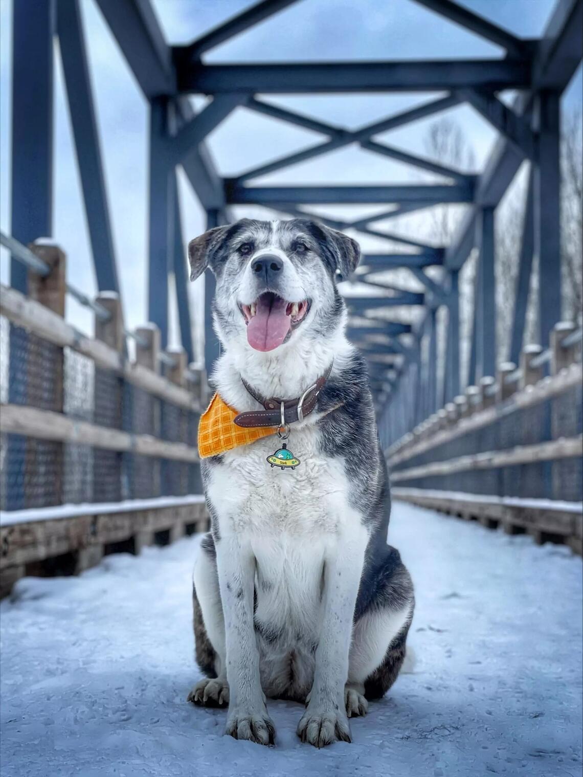 A black and white dog wearing a yellow bandana sits on a snowy bridge
