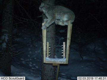 A lynx visits the bait station.