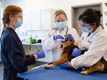 Say aah!  Susan Wolfe, a clinical teaching support technician, assisting students in a lab.