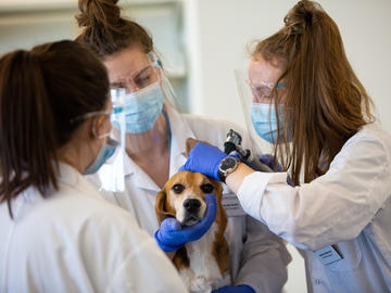 Student Sarah Kulle holds a canine patient as Jaimie Warren performs an ear examination. 