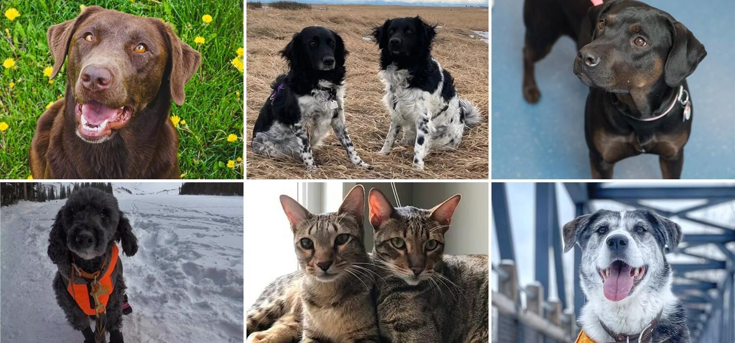 A collage of pets