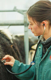 A new series of grants from Alberta Agriculture and Forestry is enabling UCVM’s DSU to expand and launch a pilot project to begin providing essential diagnostic services to the Alberta livestock industry