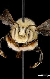 Leafcutter Bee (Megachile dentitarsus)