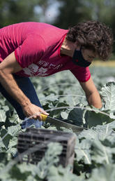 Prime Minister Justin Trudeau harvests broccoli at the Ottawa Food Bank Farm on Canada Day 2020. 