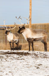 A herd of reindeer in a fenced off enclosure