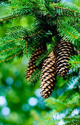 Spruce tree pine cones